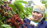 Vietnam leads the world in coffee exports and is targeting sustainable 